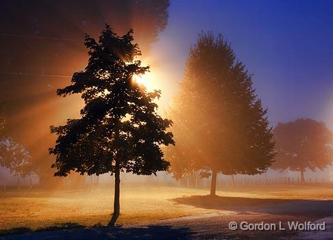 Trees In Fog_19023.jpg - Photographed at Smiths Falls, Ontario, Canada.